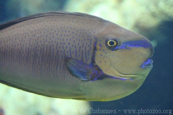 Bignose unicornfish