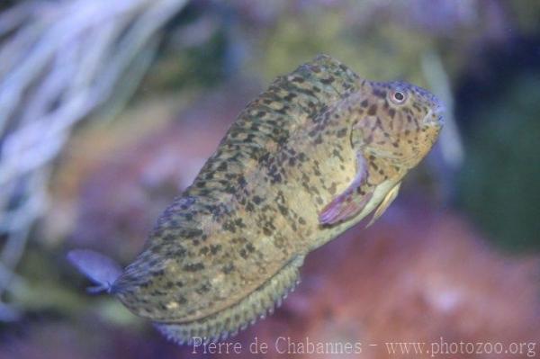 Rusty blenny