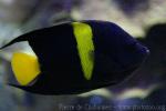 Arabian angelfish