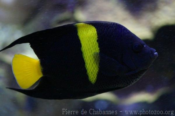 Arabian angelfish