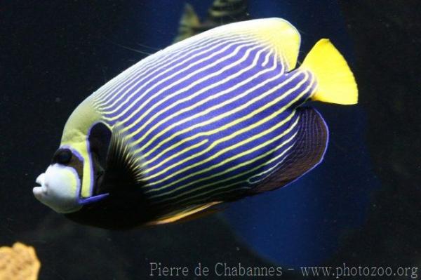 Emperor angelfish