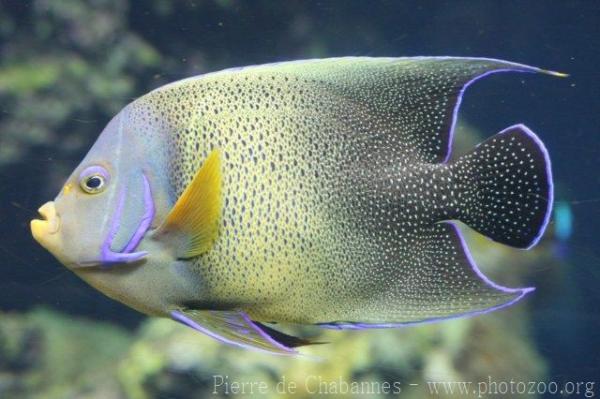 Semicircle angelfish