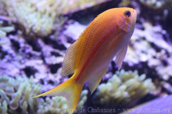 One-stripe anthias