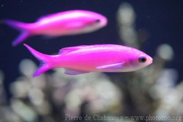 Amethyst anthias *