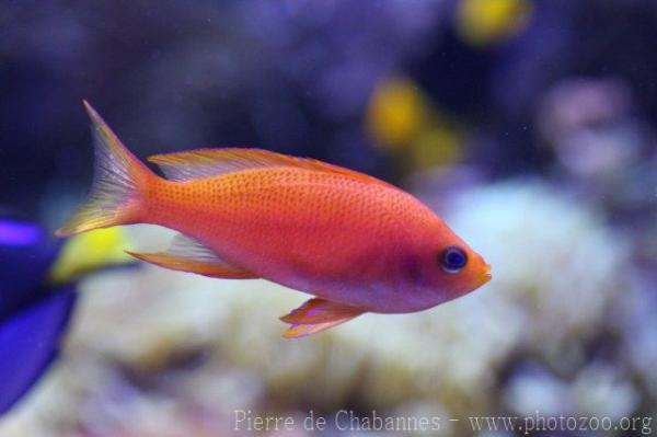 Randall's anthias