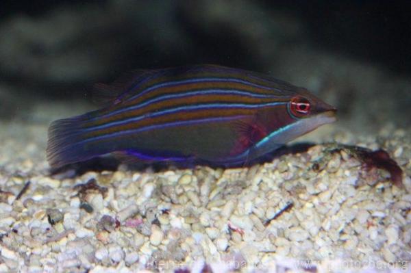 Four-lined wrasse *