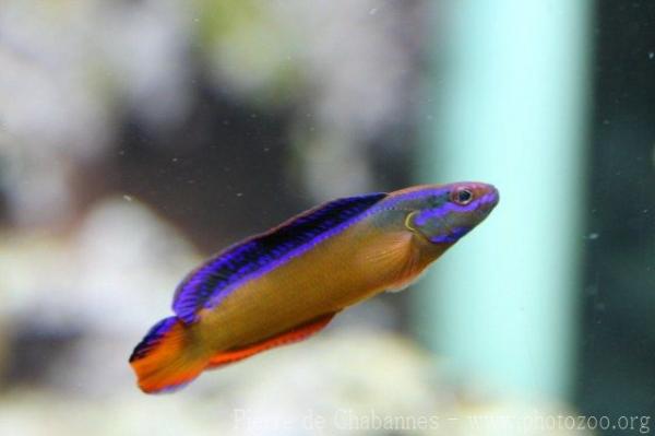 Orange dottyback