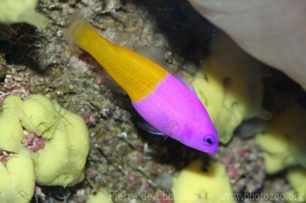 Royal dottyback