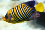 Regal angelfish