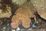 Mediterranean slipper lobster