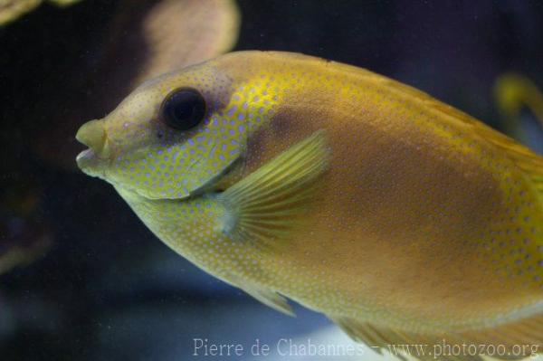 Blue-spotted spinefoot