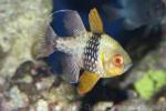 Pajama cardinalfish