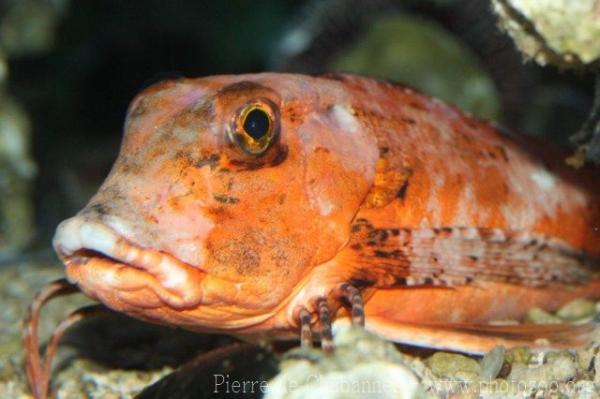 Streaked gurnard