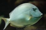 Blue tang surgeonfish