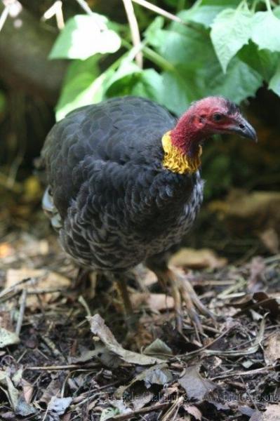 Australian brush-turkey