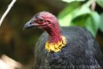 Australian brush-turkey