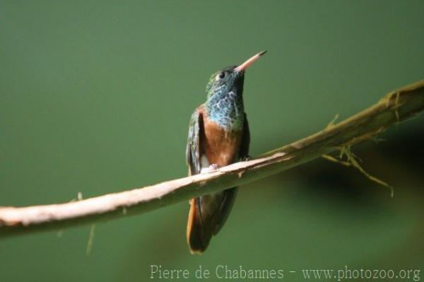 Amazilia hummingbird *