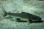 Tete sea catfish