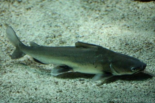Tete sea catfish