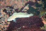 Bigjaw goby