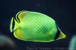 Latticed butterflyfish