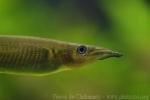 Wrestling halfbeak