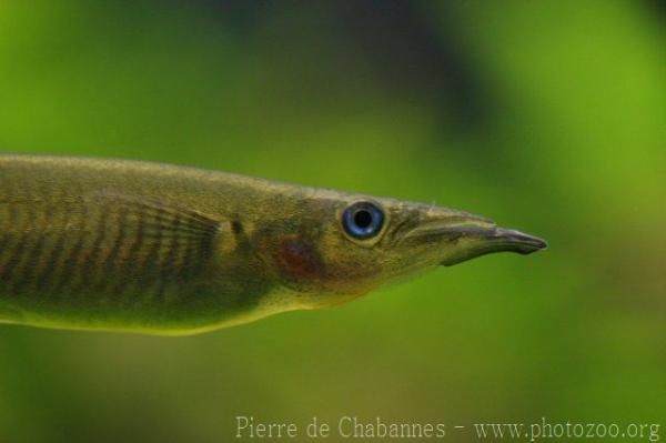 Wrestling halfbeak