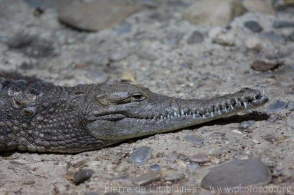 Australian freshwater crocodile