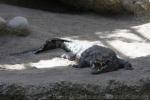 Nile crocodile