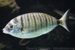 Sharpsnout seabream