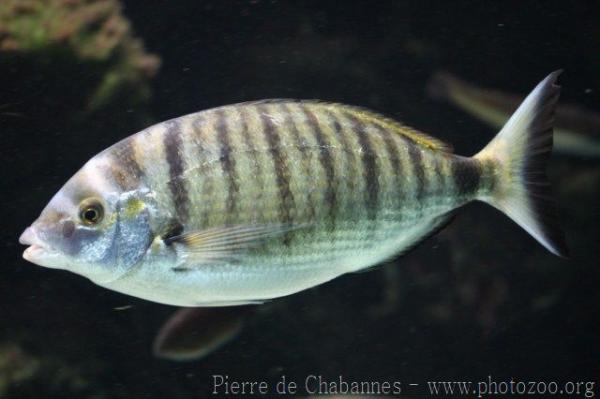 Sharpsnout seabream