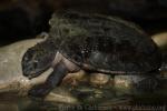 Saw-shelled turtle
