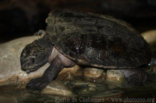 Saw-shelled turtle