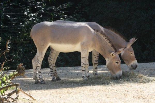 Somali wild ass