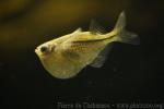 Spotted hatchetfish