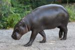 Pygmy hippopotamus