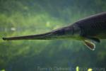 Longnose gar