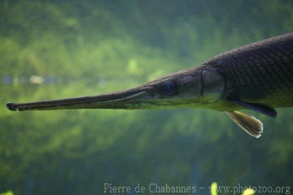 Longnose gar