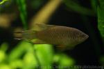 Specht's paradisefish