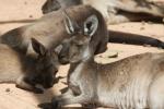 Western grey kangaroo