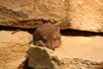 Short-eared elephant-shrew