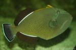 Indian triggerfish