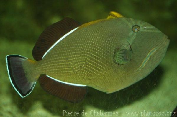 Indian triggerfish