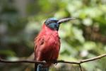 Carmine bee-eater