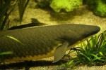 Australian lungfish