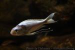 Long-finned bigeye tilapia