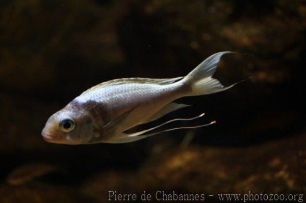 Long-finned bigeye tilapia