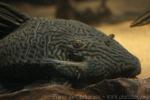 Goldline royal pleco