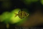 Blackfin glassy perchlet