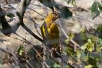 Cape weaver